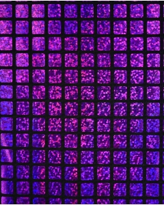 Check Hologram Foil 5658